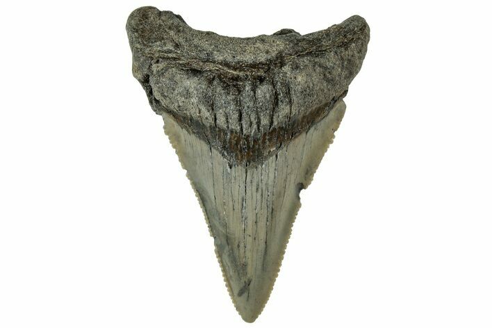 Serrated Angustidens Tooth - Megalodon Ancestor #313626